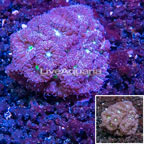 LiveAquaria® Cultured Blastomussa Coral (click for more detail)