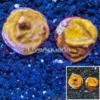 LiveAquaria® Two Pack Cultured Leptoseris Coral (click for more detail)