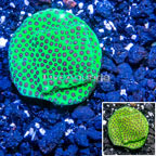 USA Cultured Jolly Green Giant Porites Frag Coral (click for more detail)