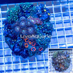 Zoanthus Coral Indonesia (click for more detail)