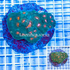 Ultra Chalice Coral Indonesia (click for more detail)