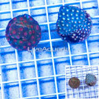 LiveAquaria® Two Pack Cultured Cyphastrea Frag (click for more detail)