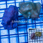 LiveAquaria® Two Pack Cultured Montipora Coral (click for more detail)