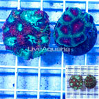LiveAquaria® Two Pack Cultured Favia Coral (click for more detail)