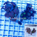 LiveAquaria® Two Pack Cultured Zoanthus and Protopalythoa Coral (click for more detail)
