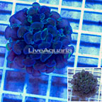 LiveAquaria® Cultured Ultra Hammer Coral (click for more detail)