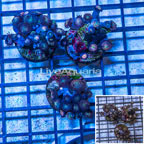 LiveAquaria® Three Pack Cultured Zoanthus Coral (click for more detail)