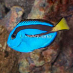 Blue Tang (click for more detail)