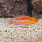 Katoi Fairy Wrasse  (click for more detail)