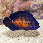 Coral Beauty Angelfish (click for more detail)