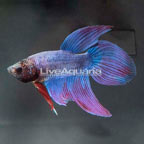 Blue Marble Halfmoon Plakat Betta, Male (click for more detail)