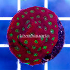 USA Cultured Red and Green War Coral (click for more detail)