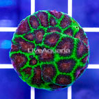 USA Cultured Silent Night Favites Coral (click for more detail)