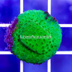 USA Cultured Lime Green Cyphastrea Frag (click for more detail)