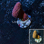 Turbinaria Coral Indonesia (click for more detail)