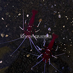 Blood Red Fire Shrimp (Bonded Pair) (click for more detail)