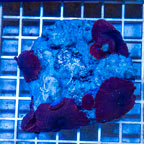 Mushroom Coral Indonesia (click for more detail)