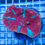 Ultra Chalice Coral Indonesia (click for more detail)