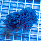 LiveAquaria® Cultured Ultra Hammer Coral (click for more detail)