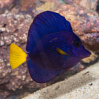 Purple Tang [Blemish] (click for more detail)