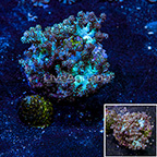 Indonesia Pineapple Tree Coral  (click for more detail)
