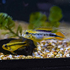 Double Red Agassizi Cichlid (Pair) (click for more detail)