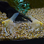 Albino Marble Angelfish (Pair) (click for more detail)
