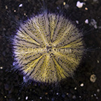 Pincushion Urchin, Purple and White (click for more detail)