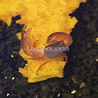 Trapezia Pocillopora/Acropora Crab (click for more detail)