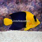 Bicolor Angelfish (click for more detail)