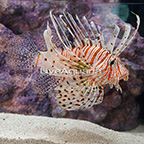 Volitan Lionfish  (click for more detail)