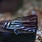 Zebra (L-046) Plecostomus (click for more detail)