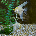 Albino Gold Marble Angelfish (Pair) (click for more detail)