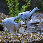 Platinum Panda Angelfish (Pair) (click for more detail)