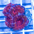 LiveAquaria® Cultured Acan Lord Coral (click for more detail)