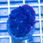 LiveAquaria® Cultured Blastomussa Merletti Coral (click for more detail)