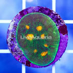 USA Cultured Ultra Chalice Coral (click for more detail)