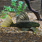 Golden Sailfin Plecostomus, Phase 2 (click for more detail)
