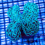 Hammer Coral Indonesia (click for more detail)