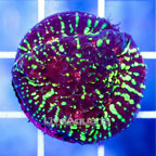 USA Cultured Ultra Chalice Coral (click for more detail)