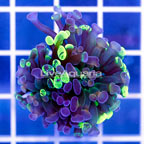 USA Cultured Ultra Hammer Coral (click for more detail)