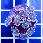 USA Cultured Alveopora Coral (click for more detail)