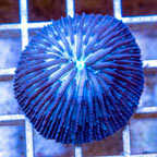 Short Tentacle Plate Coral Australia (click for more detail)