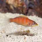 Scarlet Pin Stripe Wrasse (click for more detail)