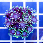 USA Cultured Goniopora Coral (click for more detail)
