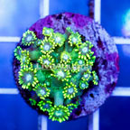 USA Cultured Goniopora Coral (click for more detail)