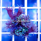 USA Cultured Goniopora Coral (click for more detail)