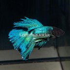 Halfmoon Betta (click for more detail)