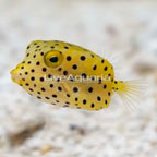 Cubicus Boxfish EXPERT ONLY (click for more detail)