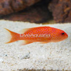 Red Louti Grouper (click for more detail)